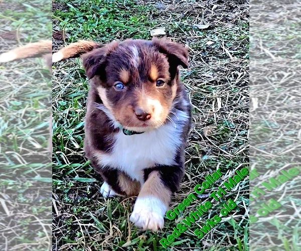 Medium Photo #4 Border Collie Puppy For Sale in BYBEE, TN, USA