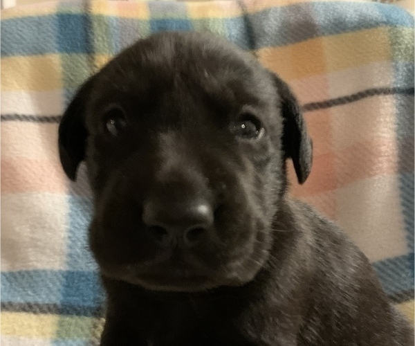 Medium Photo #2 Labrador Retriever Puppy For Sale in SPOTSYLVANIA, VA, USA