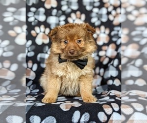 Pomeranian-Pomsky Mix Puppy for sale in LINCOLN UNIV, PA, USA