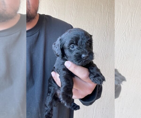 Medium Photo #3 YorkiePoo Puppy For Sale in FALCON, CO, USA
