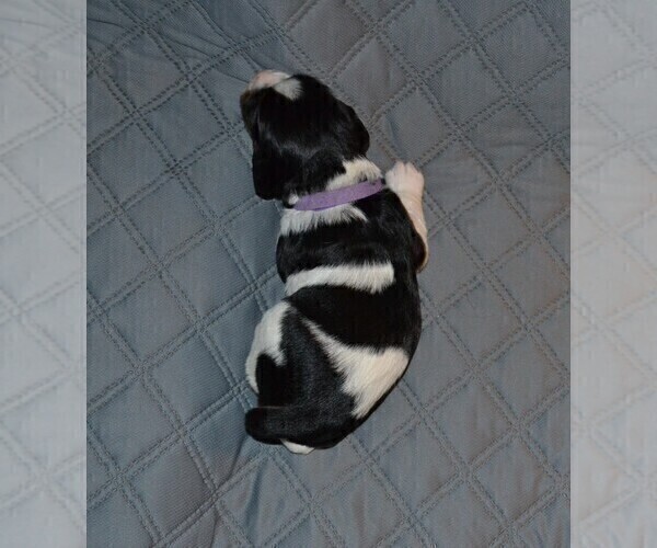 Medium Photo #7 English Springer Spaniel Puppy For Sale in LITCHFIELD, MN, USA