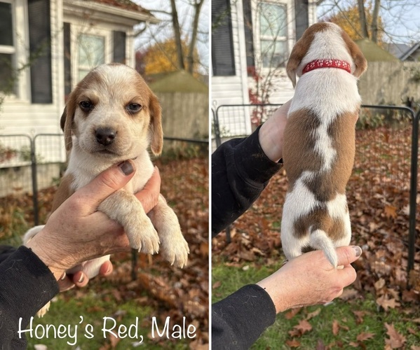 Medium Photo #1 Beagle Puppy For Sale in BROWNSVILLE, OR, USA