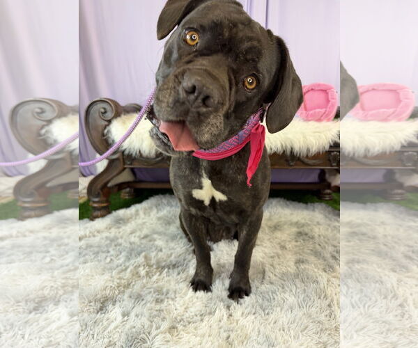 Medium Photo #2 Mutt Puppy For Sale in Goodyear, AZ, USA