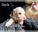 Small Photo #123 Goldendoodle (Miniature) Puppy For Sale in GASTONIA, NC, USA