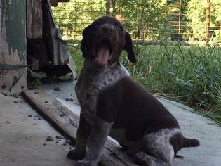 German Shorthaired Pointer Puppy for sale in CLEVELAND, TN, USA
