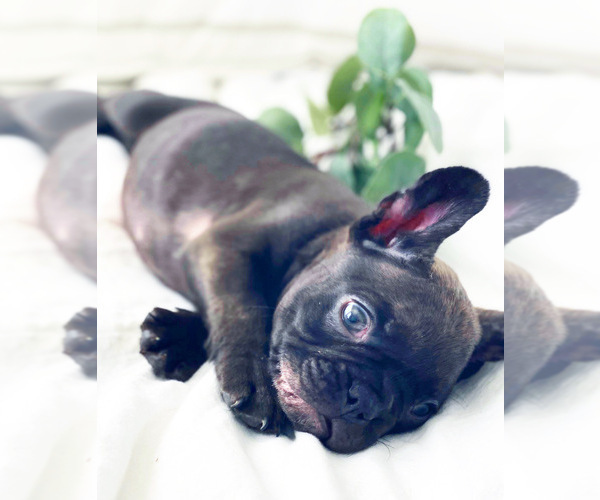 Medium Photo #2 French Bulldog Puppy For Sale in CORONA, CA, USA