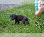 Small Photo #7 Cane Corso Puppy For Sale in BROOK COVE, NC, USA