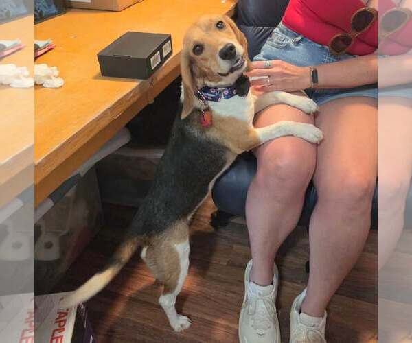 Medium Photo #6 Beagle Puppy For Sale in Las Vegas, NV, USA