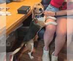 Small #5 Beagle