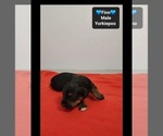 Small Photo #3 Yorkipoo Puppy For Sale in TUCSON, AZ, USA