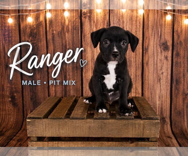Medium Photo #1 American Staffordshire Terrier-Staffordshire Bull Terrier Mix Puppy For Sale in Holly Springs, NC, USA