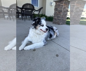 Mother of the Miniature Australian Shepherd puppies born on 05/12/2025