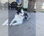 Small Photo #1 Miniature Australian Shepherd Puppy For Sale in WAUSEON, OH, USA