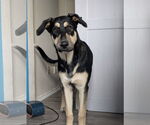 Small #4 German Shepherd Dog Mix