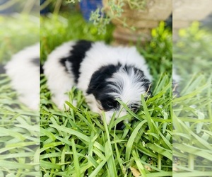 Shiranian Puppy for sale in SMITHVILLE, TX, USA