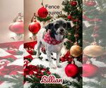 Small #1 Shih Tzu Mix