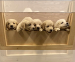 Small Photo #1 Golden Retriever Puppy For Sale in BELMONT, NC, USA