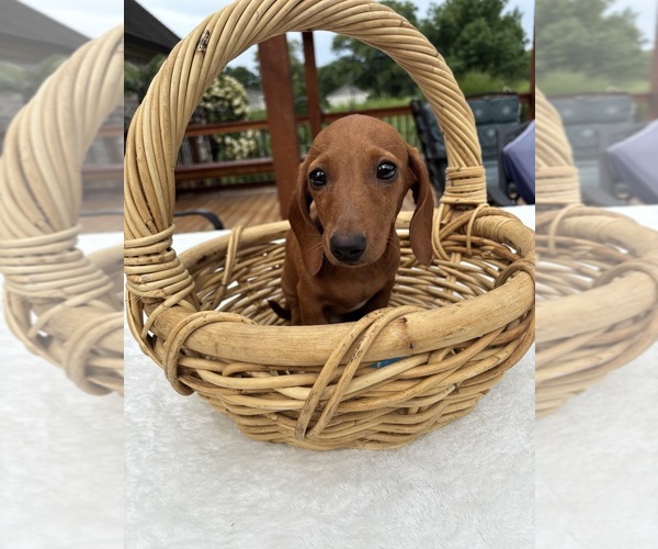 Medium Photo #2 Dachshund Puppy For Sale in GREENFIELD, IN, USA
