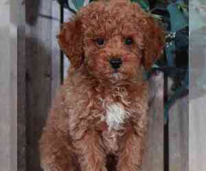 Poodle (Miniature) Puppy for sale in MOUNT VERNON, OH, USA