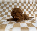 Small #4 Cockapoo (Miniature)