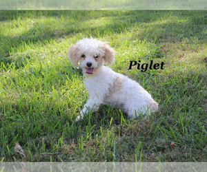 Poodle (Toy) Puppy for Sale in CHANUTE, Kansas USA