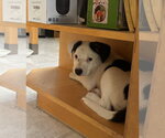 Small #1 American Pit Bull Terrier Mix
