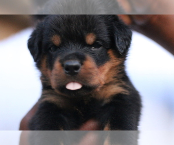 Medium Photo #1 Rottweiler Puppy For Sale in CLYDE, CA, USA