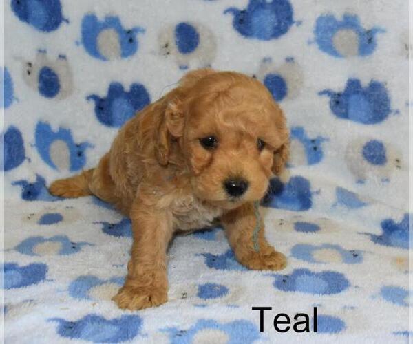 Medium Photo #5 Goldendoodle (Miniature) Puppy For Sale in LIBERTY, NC, USA