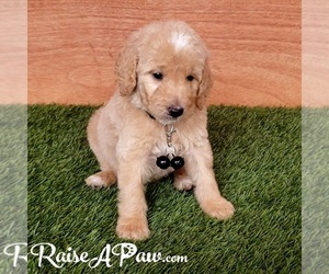 Goldendoodle-Poodle (Standard) Mix Puppy for sale in OVERGAARD, AZ, USA