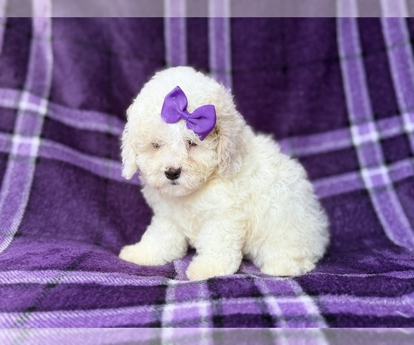 Medium Photo #3 Bichpoo Puppy For Sale in LAKELAND, FL, USA