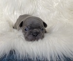 Small Photo #5 French Bulldog Puppy For Sale in SOMERS, MT, USA