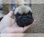 Small Photo #3 French Bulldog Puppy For Sale in LOUISVILLE, CO, USA