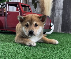 Shiba Inu Puppy for sale in CANOGA, NY, USA