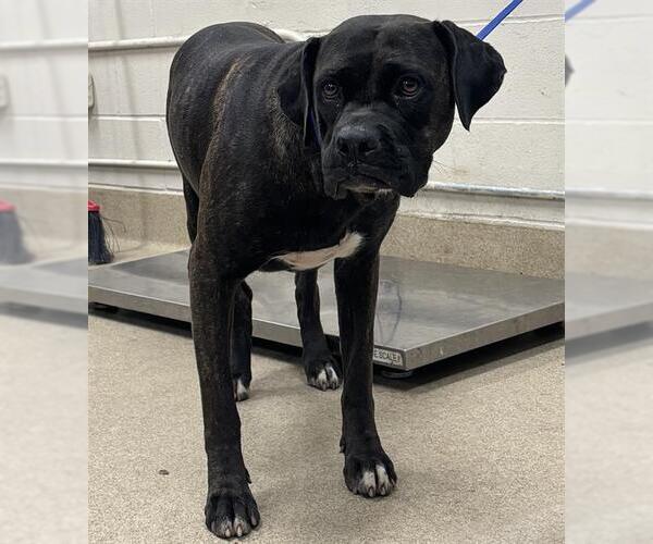 Medium Photo #1 Boxer-Unknown Mix Puppy For Sale in Grand Prairie, TX, USA