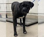 Small Boxer Mix