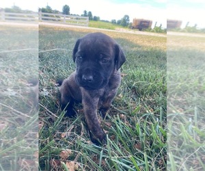 Mastador Puppy for sale in WILLIAMSBURG, OH, USA