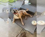 Small American Pit Bull Terrier-American Staffordshire Terrier Mix