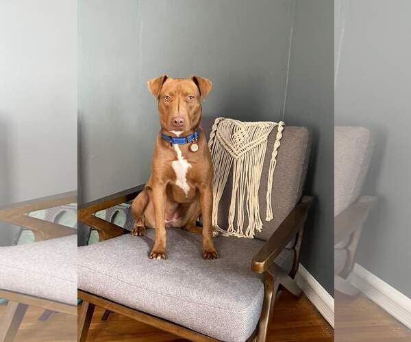 Medium Photo #12 American Pit Bull Terrier-Labrador Retriever Mix Puppy For Sale in Minneapolis, MN, USA