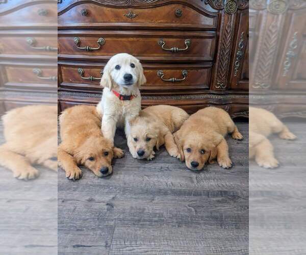 Medium Photo #2 Golden Retriever Puppy For Sale in CITRUS HEIGHTS, CA, USA