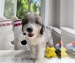 Puppy Hunter Aussiedoodle