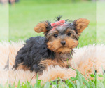 Small Photo #83 Yorkshire Terrier Puppy For Sale in WARSAW, IN, USA