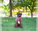 Small #3 Mutt