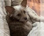 Small #24 Border Terrier Mix