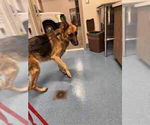 German Shepherd Dog Dogs for adoption in Pearland, TX, USA