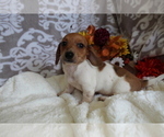 Small #13 Dachshund