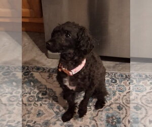Poodle (Miniature) Dogs for adoption in Fort Wayne, IN, USA