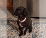 Small Poodle (Miniature)