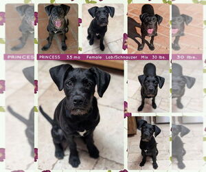 Labrador Retriever-Unknown Mix Dogs for adoption in Mesa, AZ, USA