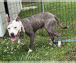 Small #3 American Pit Bull Terrier