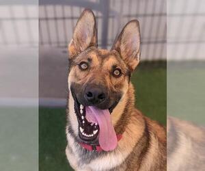 German Shepherd Dog-Unknown Mix Dogs for adoption in Sacramento, CA, USA